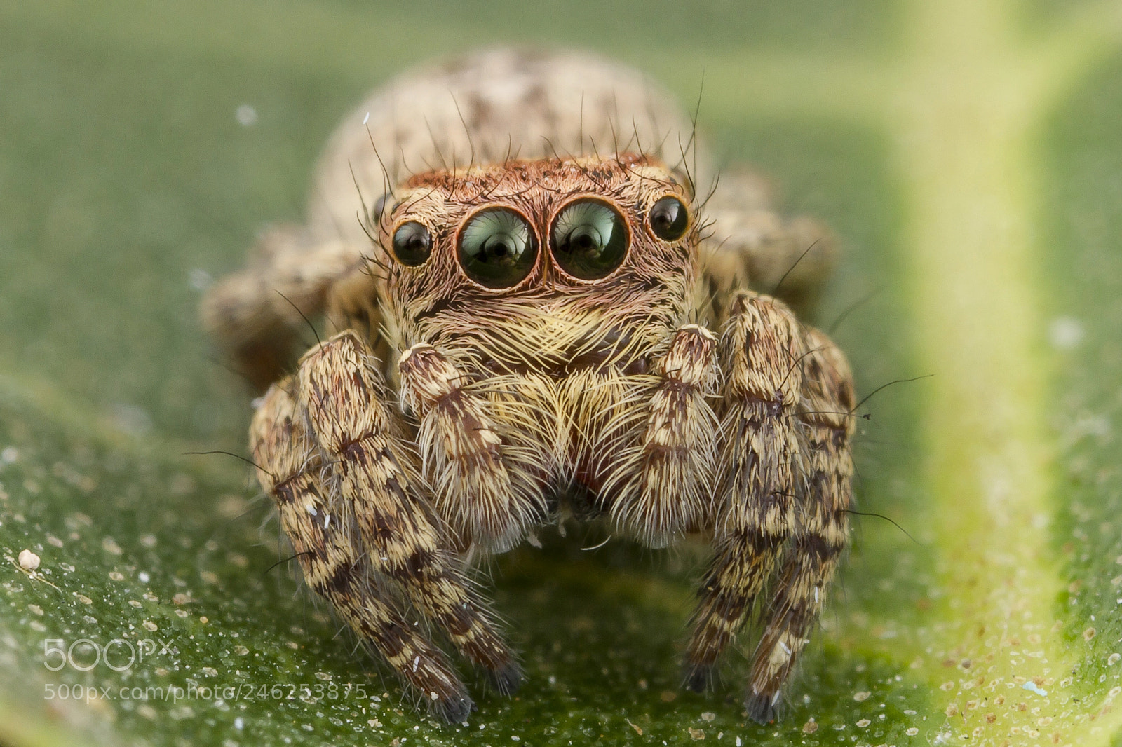 Canon EOS 7D sample photo. Cute spider photography