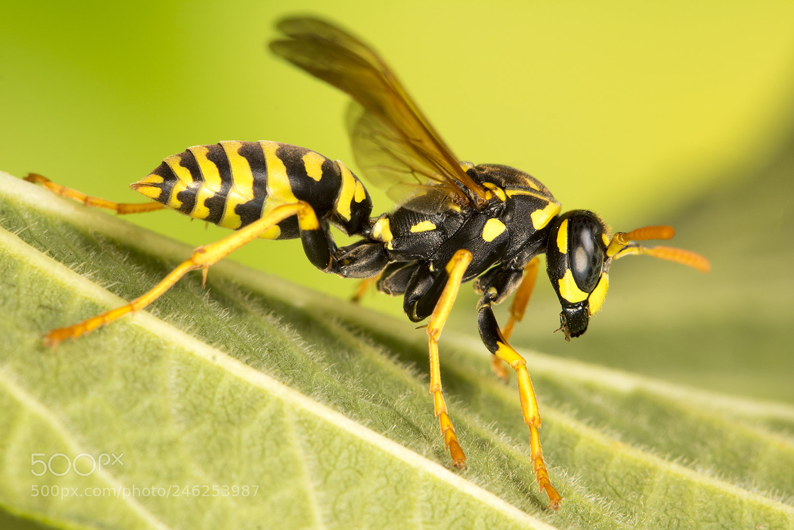 Canon EOS 750D (EOS Rebel T6i / EOS Kiss X8i) sample photo. The wasp photography
