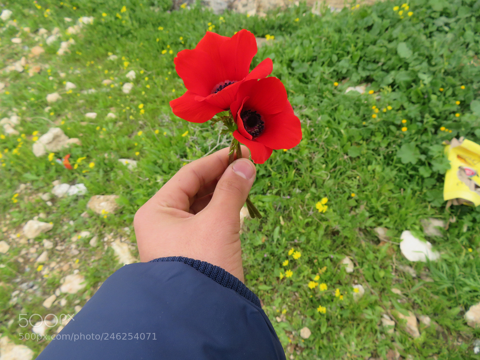 Canon PowerShot SX720 HS sample photo. Untitled photography