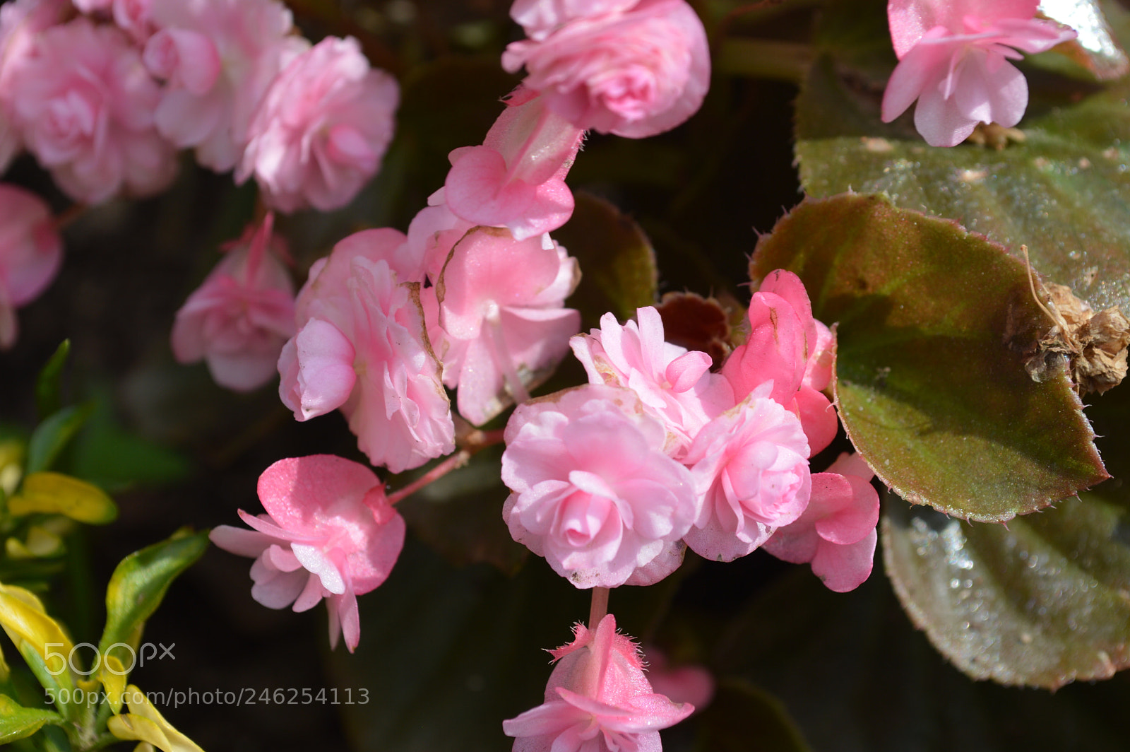 Nikon D3200 sample photo. Pink photography