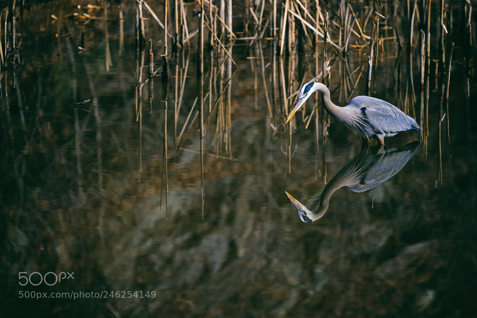 Sony a9 sample photo. Great blue heron photography
