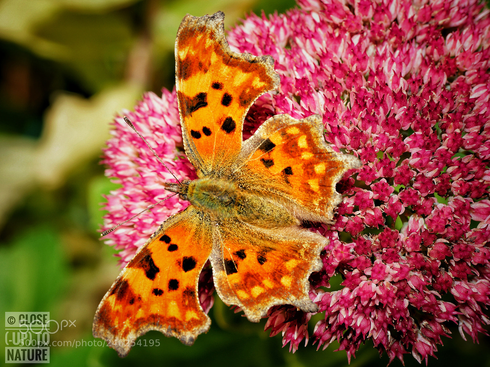 Samsung NX500 sample photo. Robert-le-diable 3 (c-album) photography