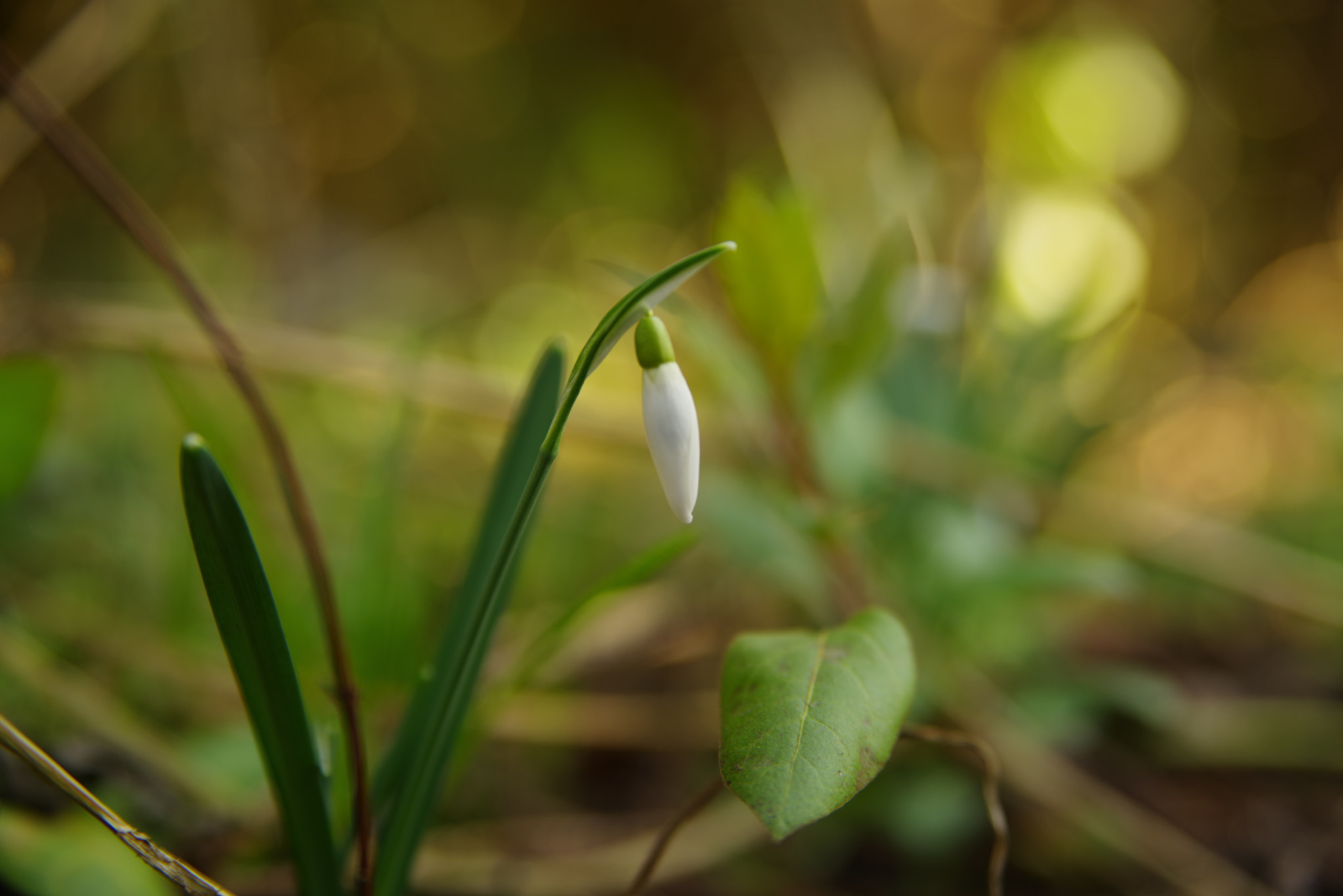 Pentax K-1 sample photo. Portent springtime photography
