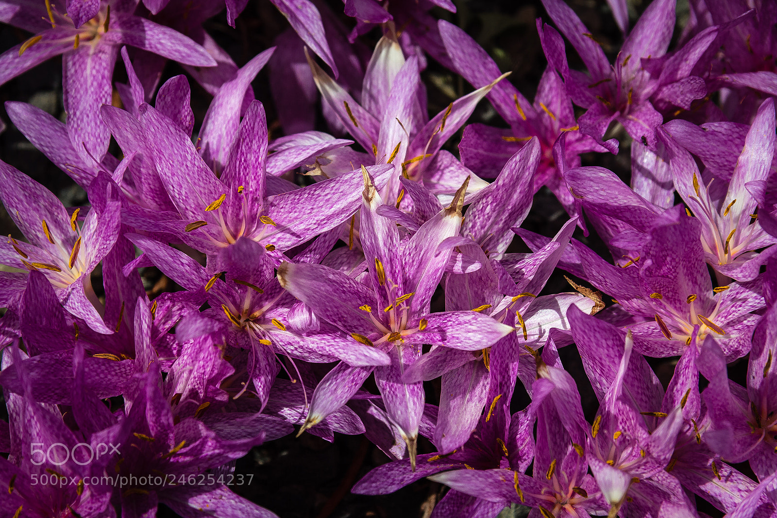 Canon EOS 60D sample photo. Colchicum variegatum photography