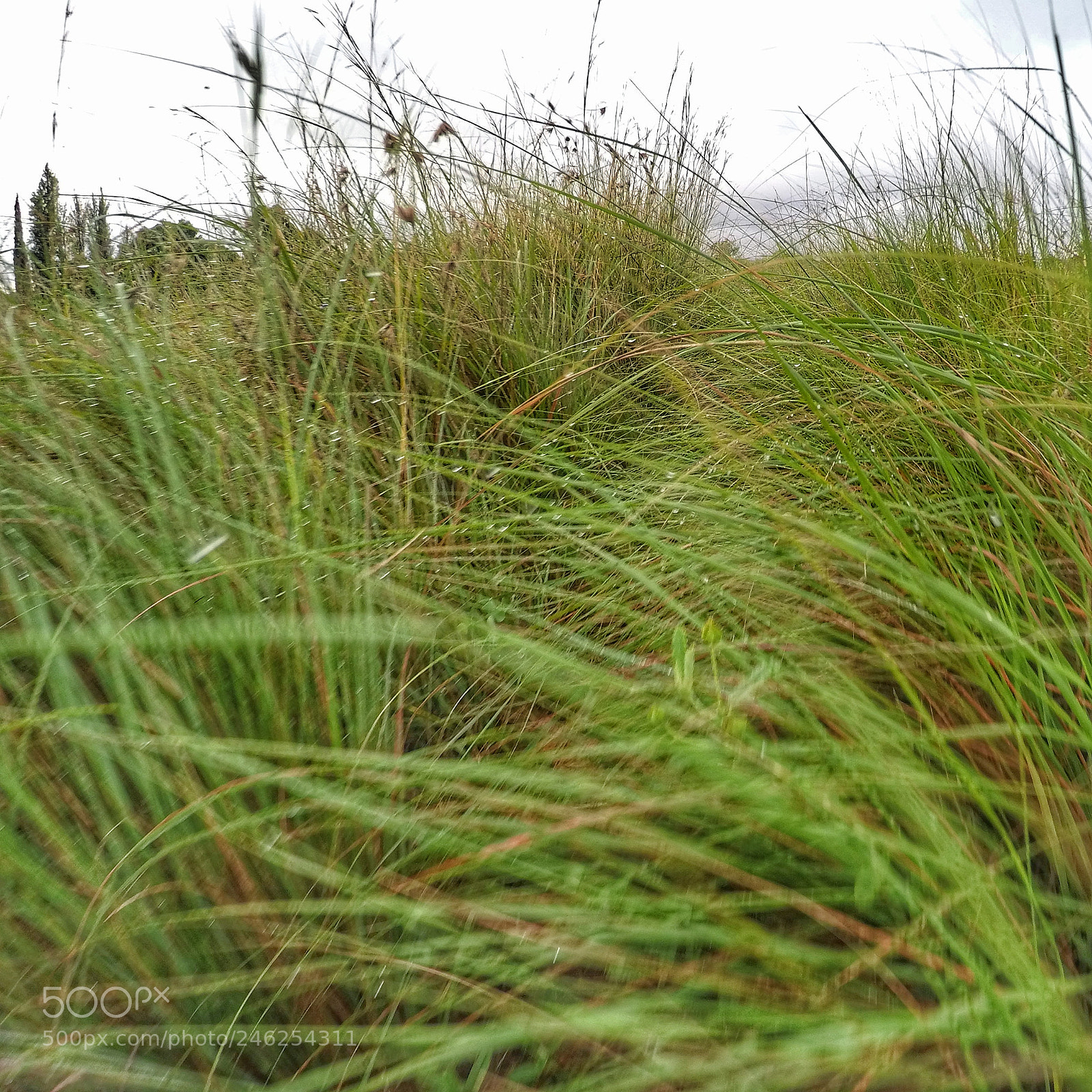 GoPro HERO4 Silver sample photo. A walk in the photography