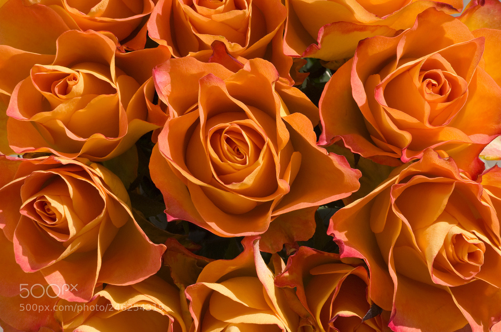 Pentax K20D sample photo. Bouquet de roses photography