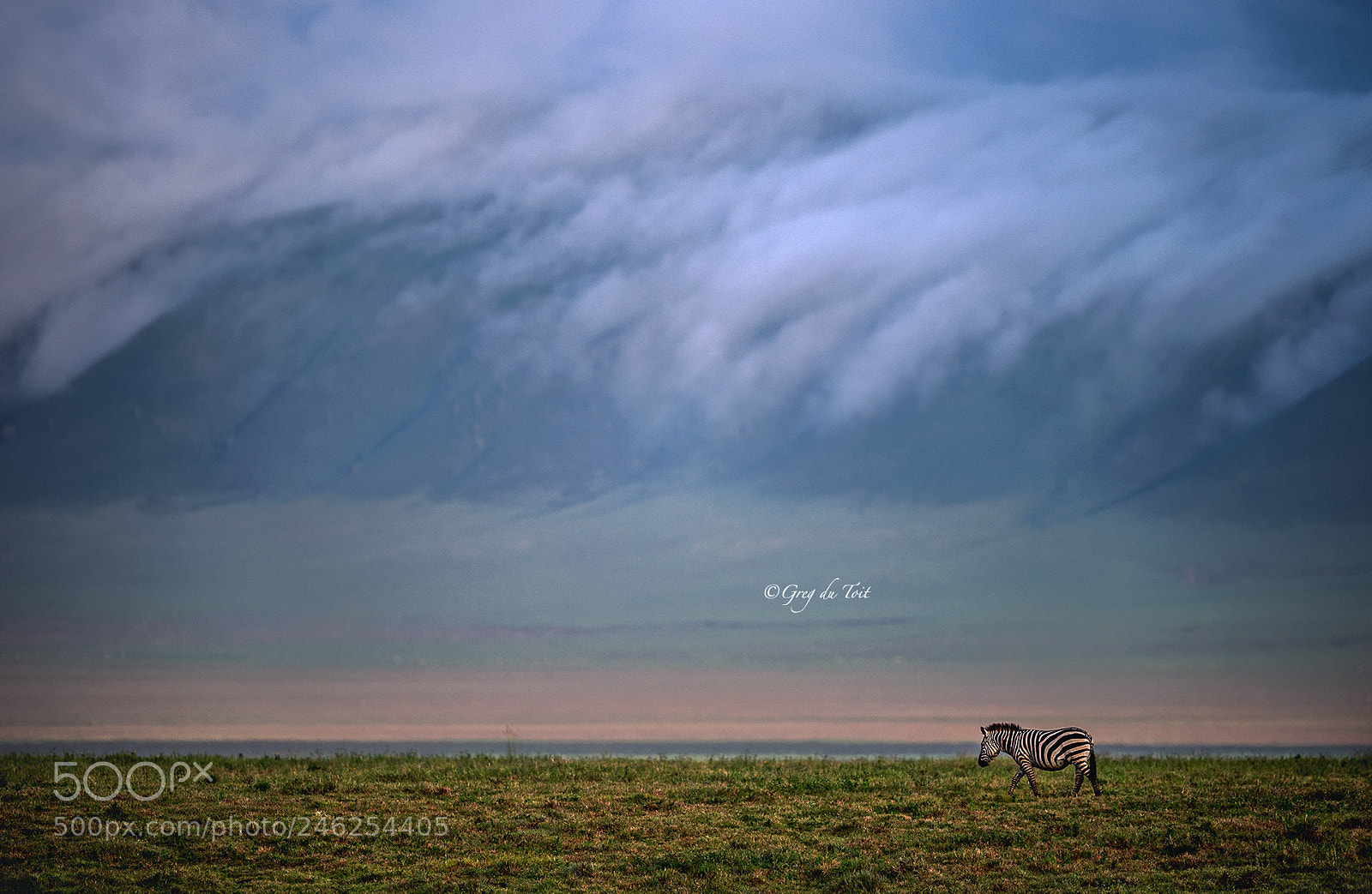 Nikon D4S sample photo. Ngorongoro zebra photography