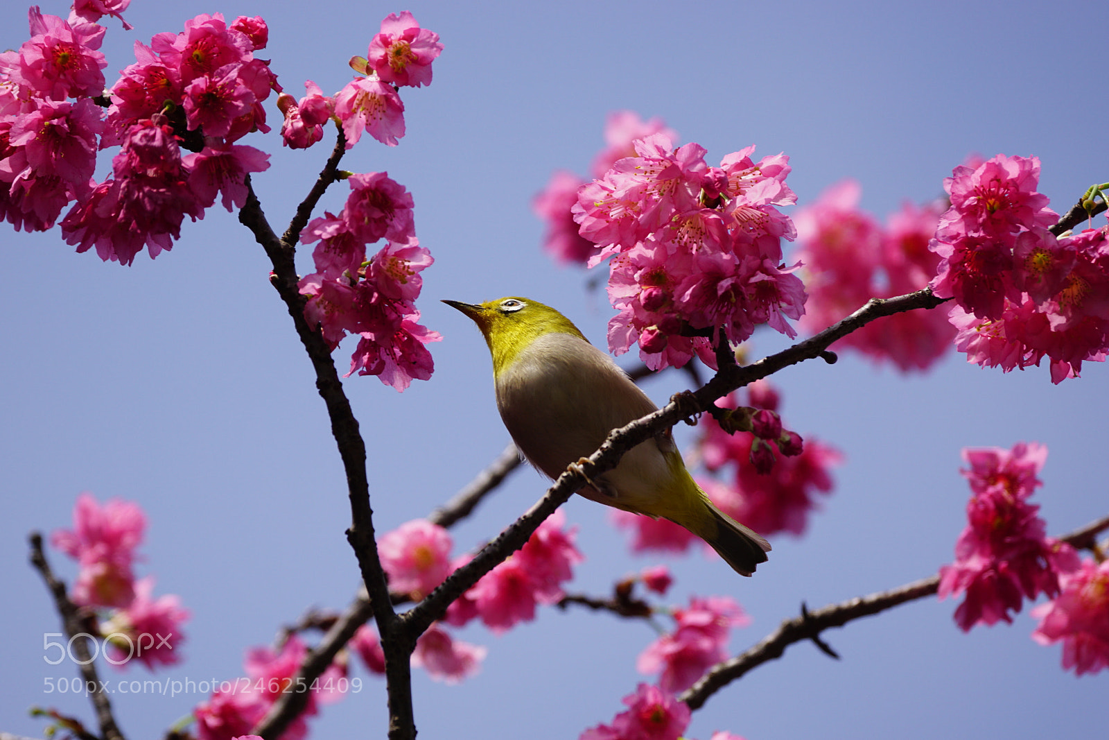 Sony ILCA-77M2 sample photo. Spring is in the photography