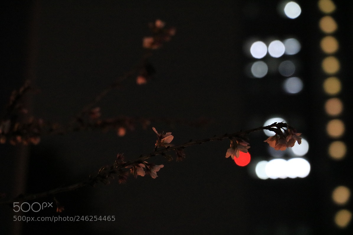 Canon EOS 760D (EOS Rebel T6s / EOS 8000D) sample photo. Evening in tokyo photography