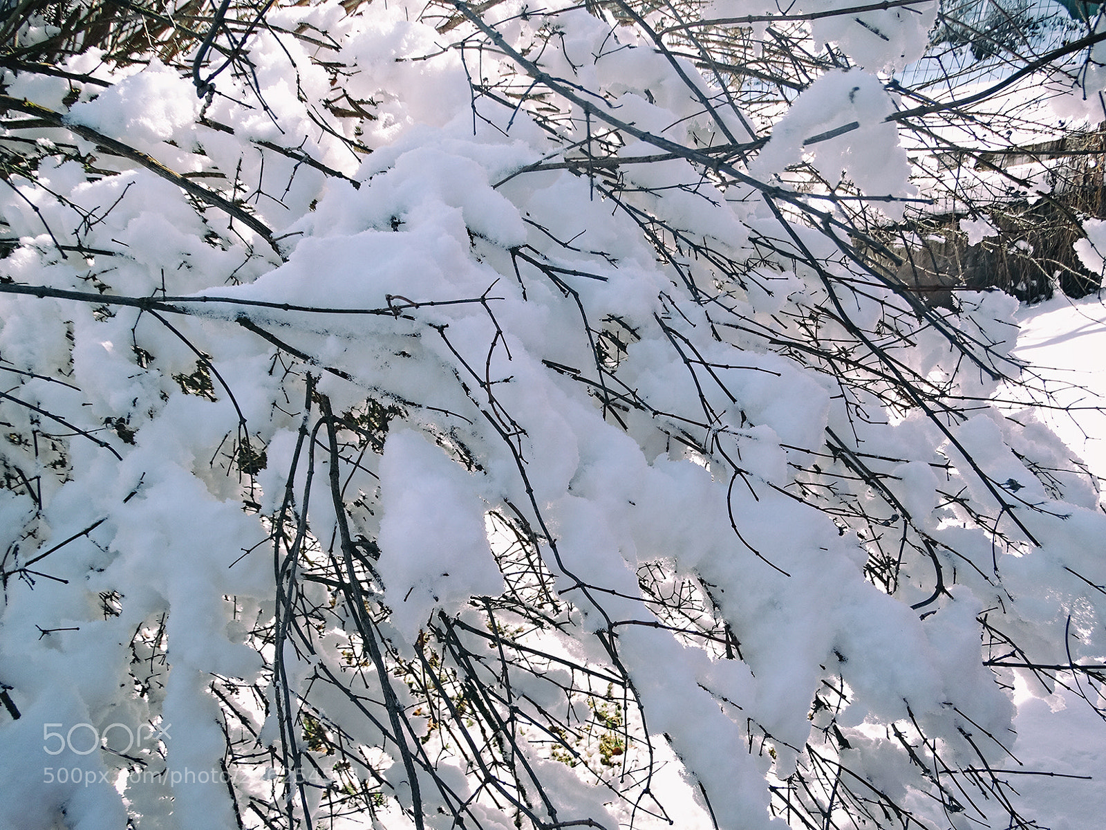 Sony Cyber-shot DSC-HX300 sample photo. Snow branches photography