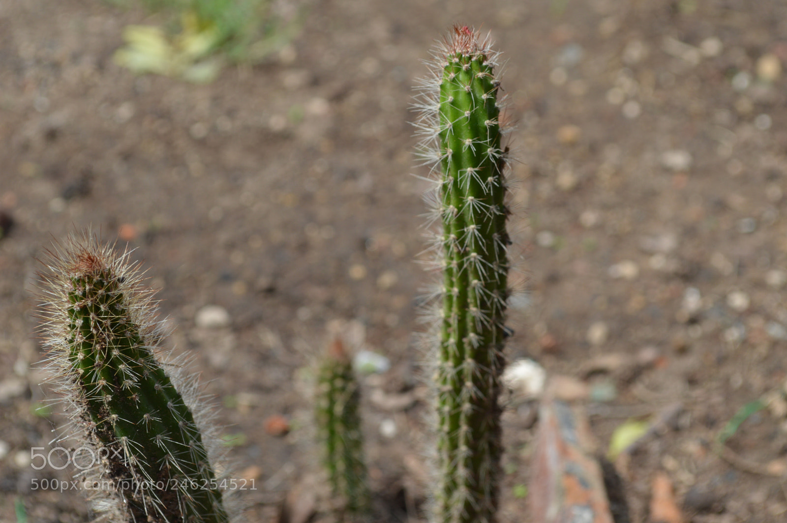 Nikon D3200 sample photo. Cactus photography
