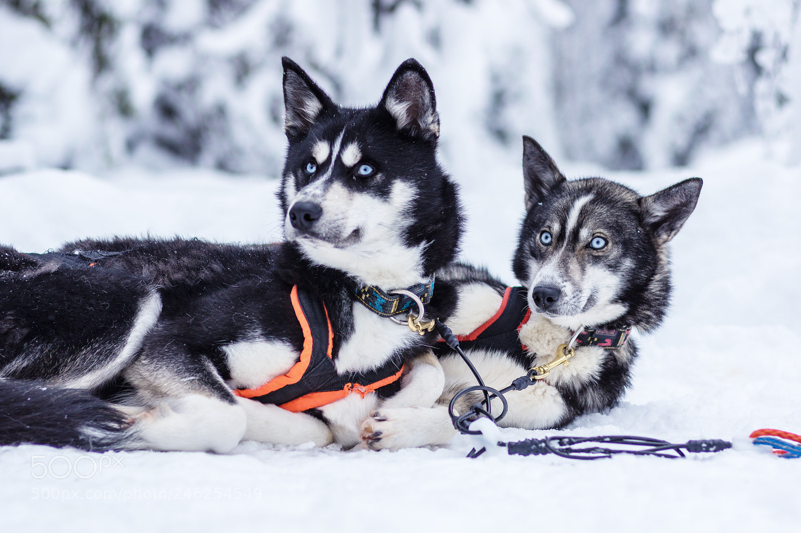 Pentax K-3 II sample photo. Lunch break in finland photography