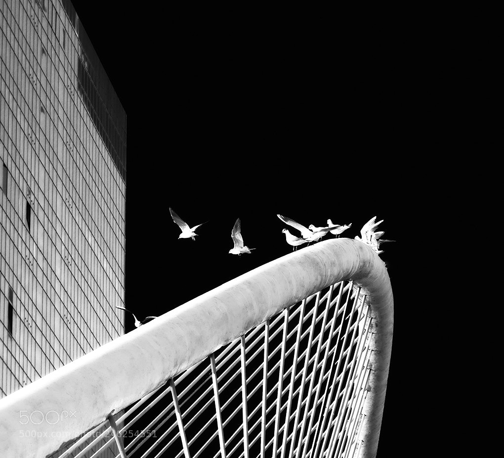 Panasonic Lumix DMC-FZ300 sample photo. Las gaviotas photography