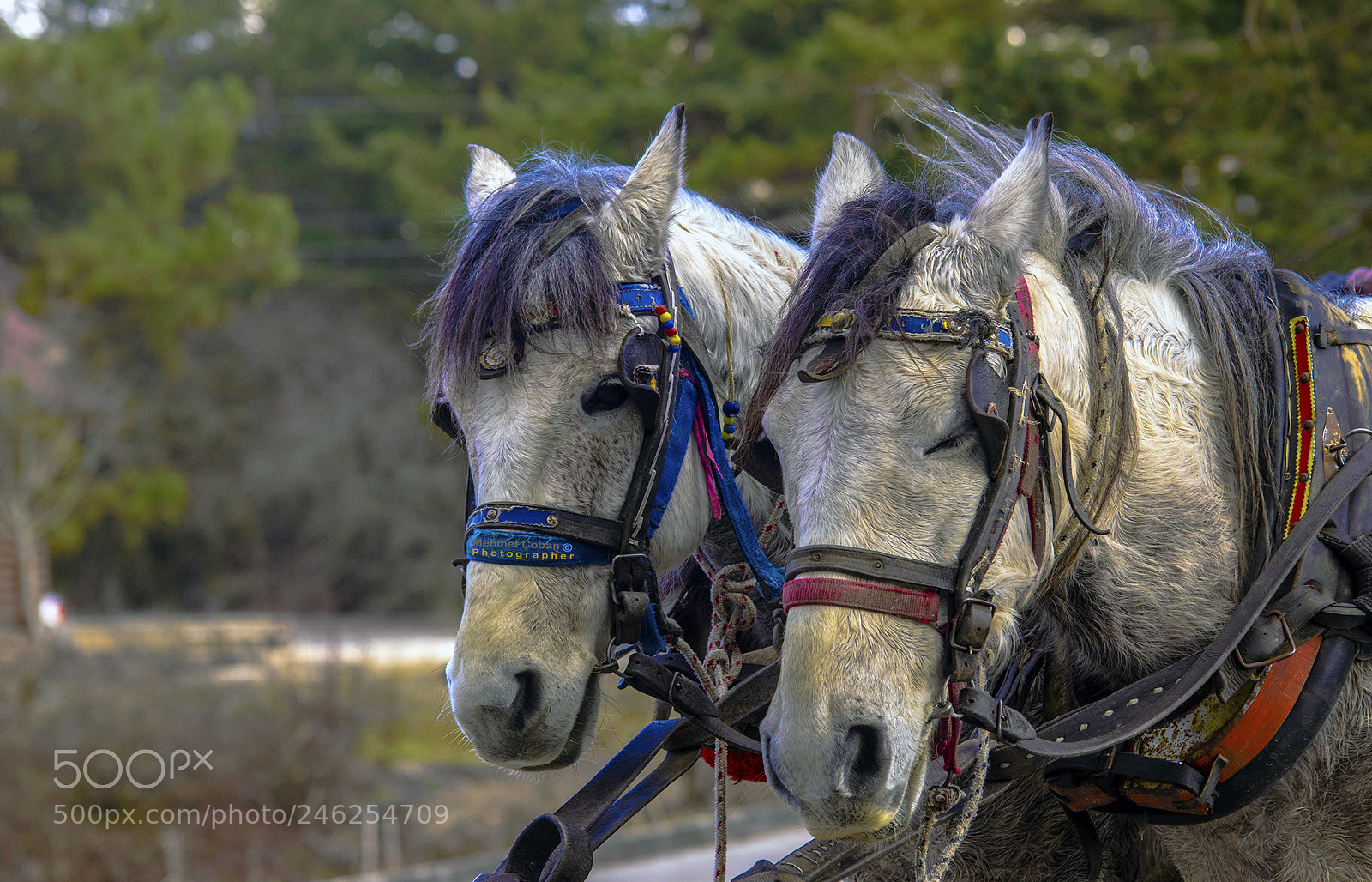 Pentax K-3 II sample photo. A short rest photography