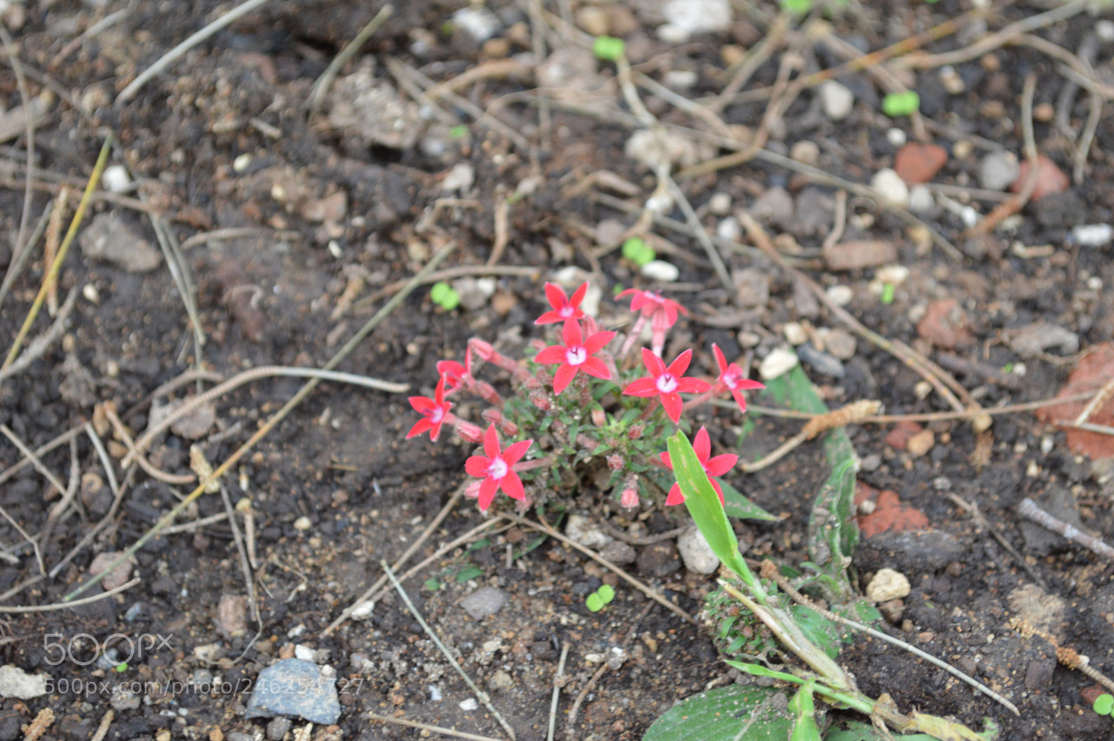 Nikon D3200 sample photo. Las pequeñas photography