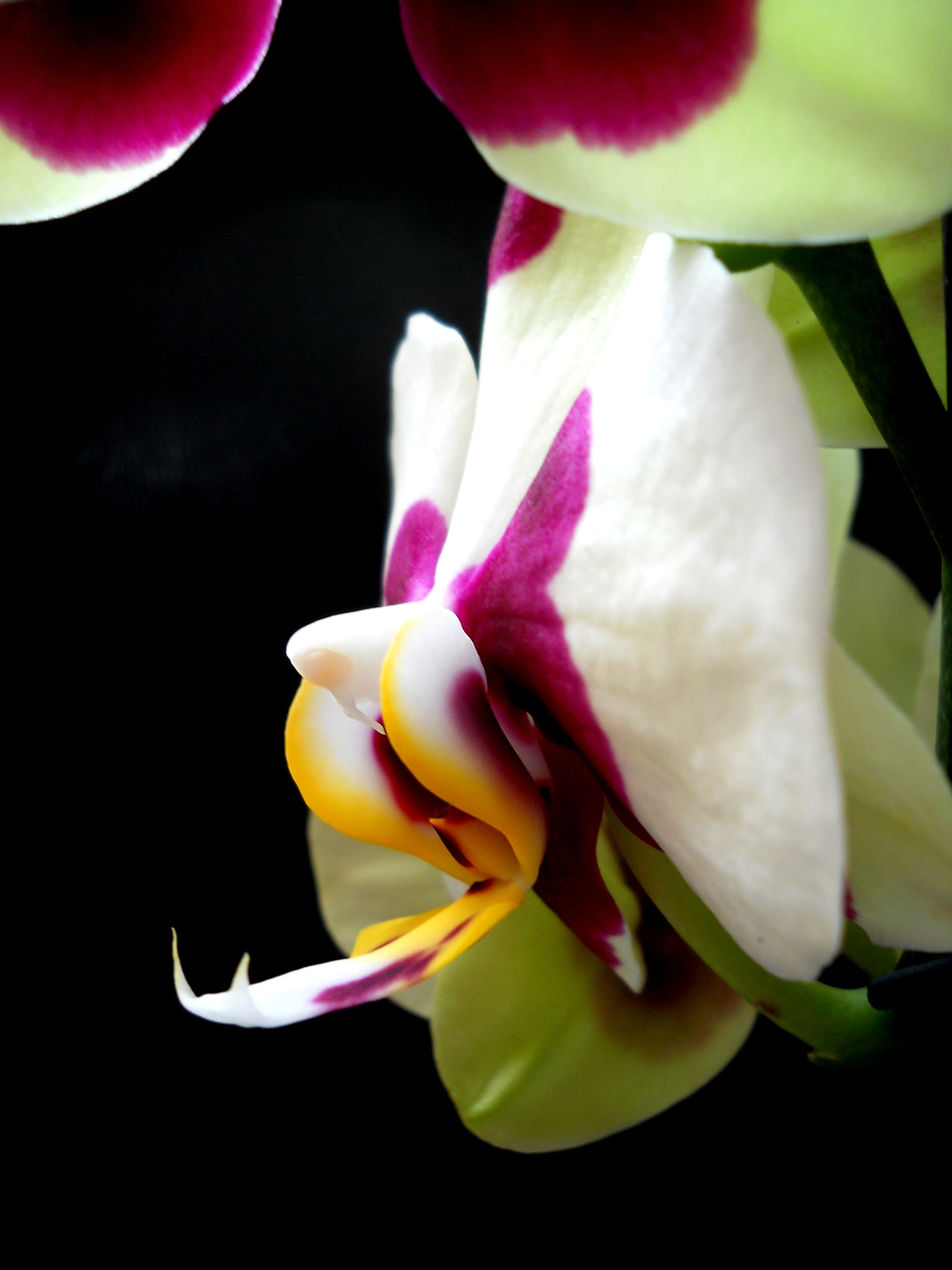 Nikon Coolpix L21 sample photo. Orchid photography