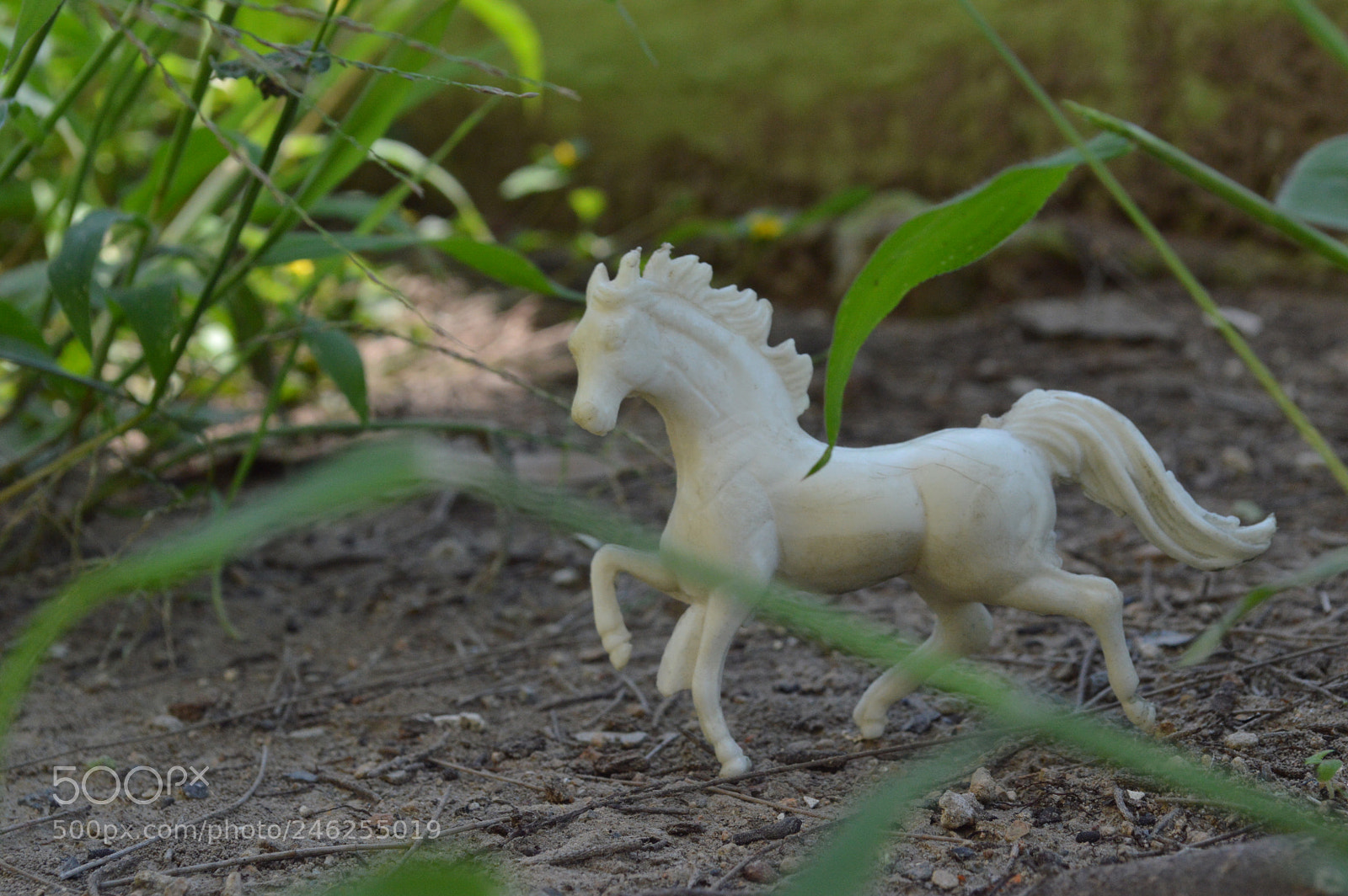 Nikon D3200 sample photo. El potro photography