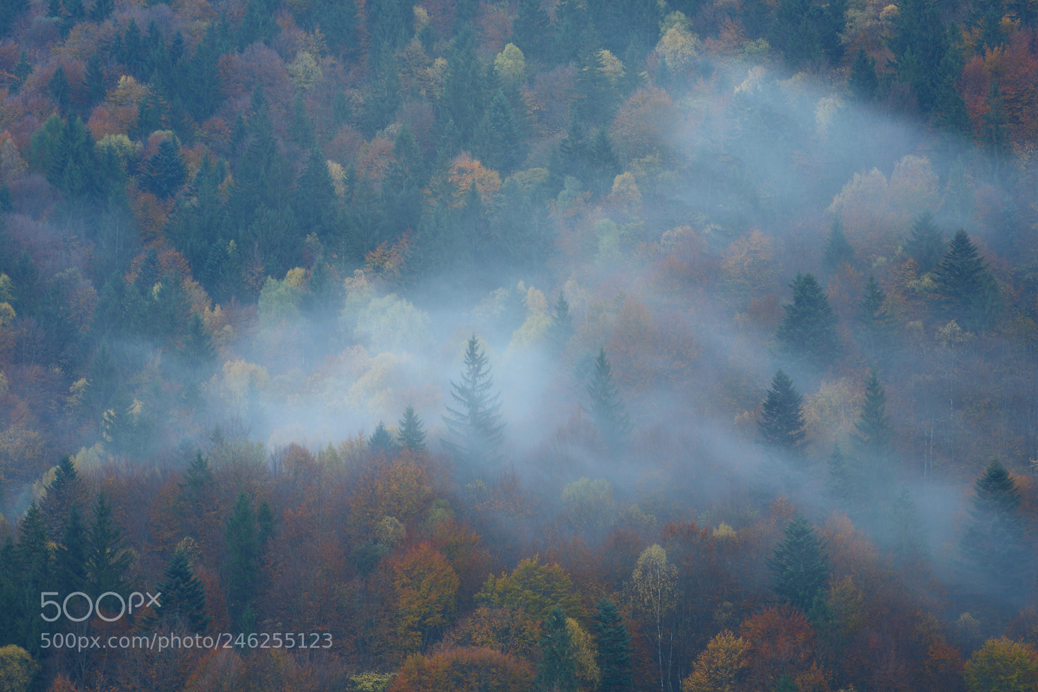 Canon EOS 5D sample photo. Forest in the morning photography