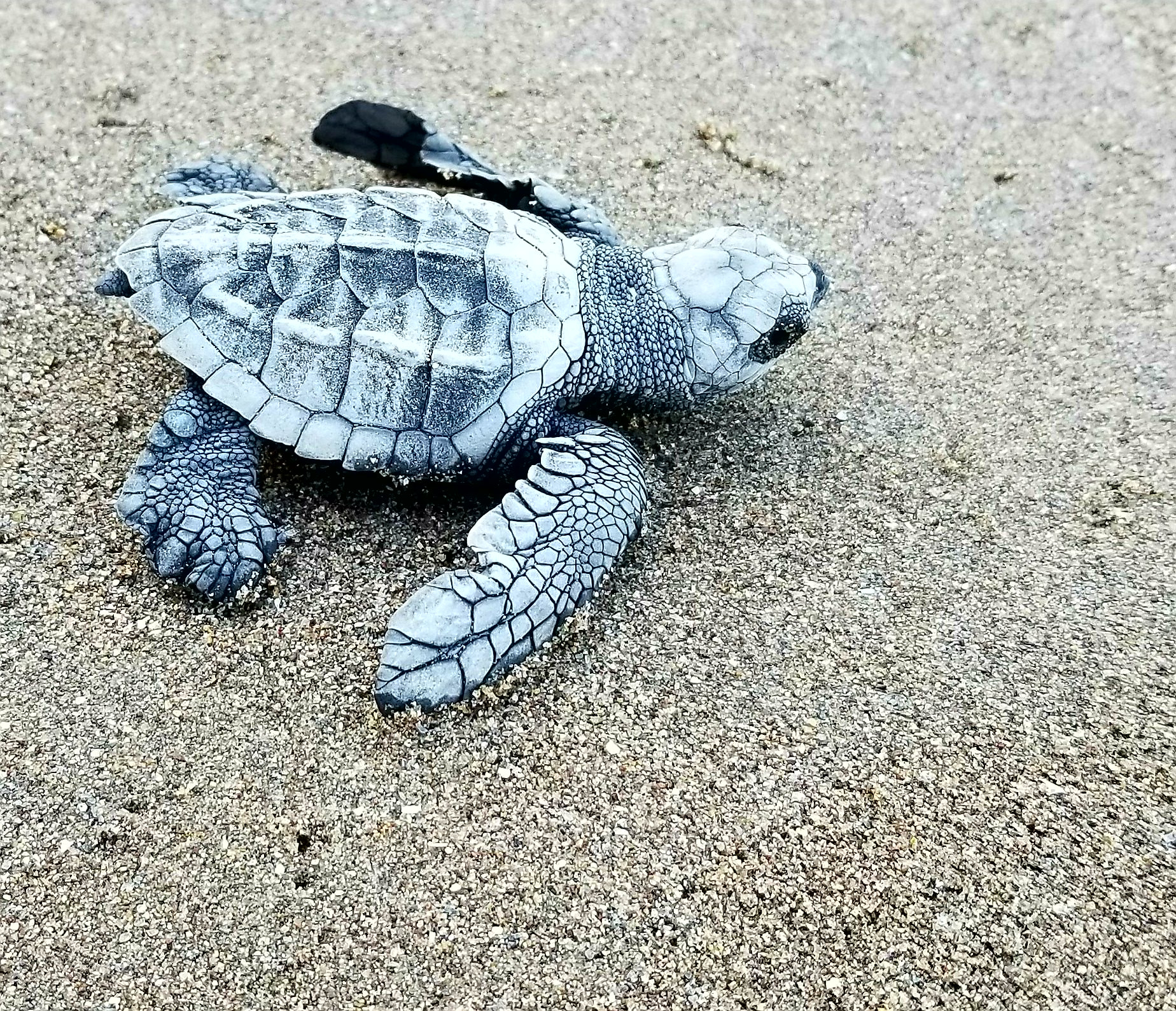 Samsung Galaxy S8 Active sample photo. Do or die photography