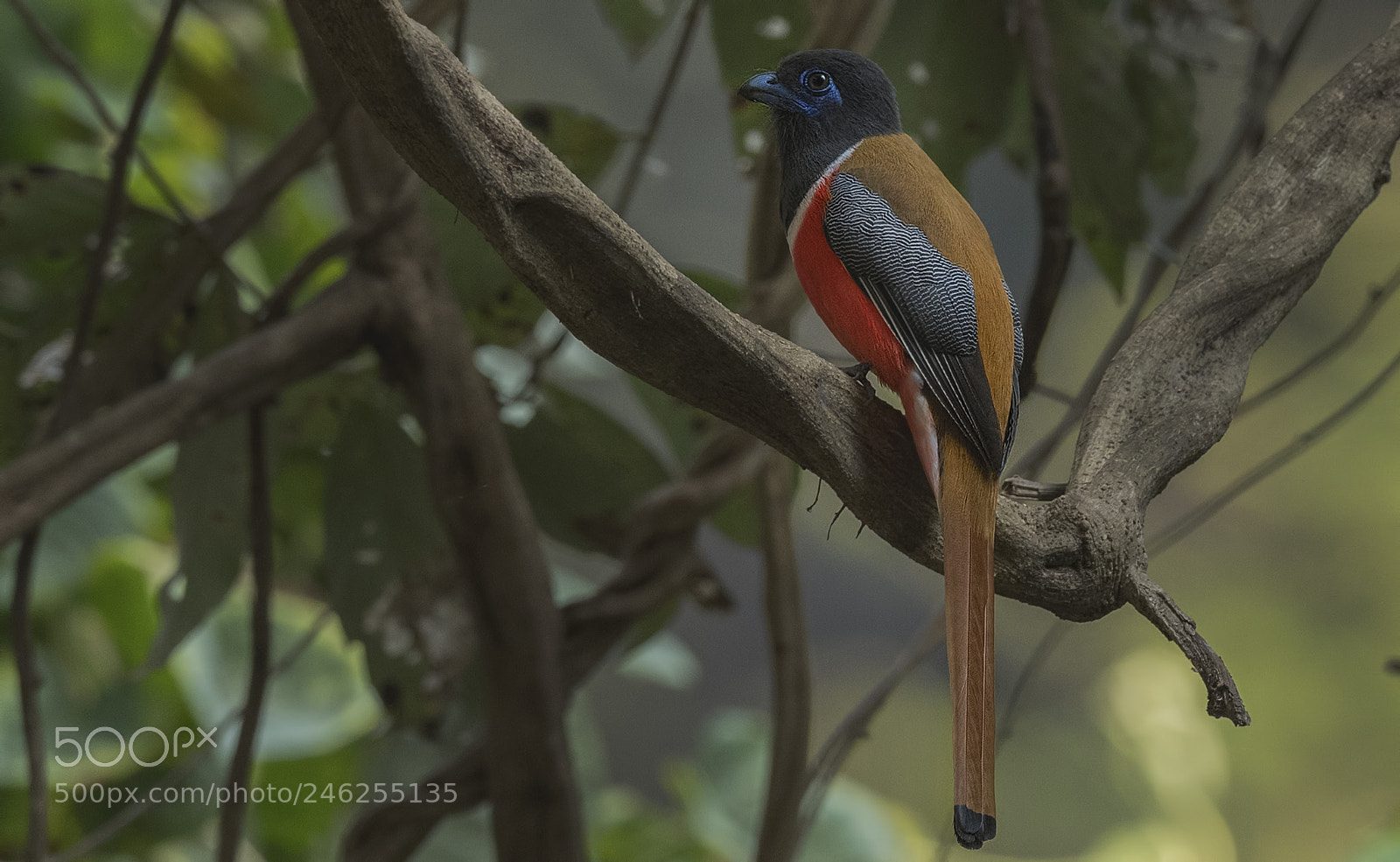Nikon D500 sample photo. Malabar trogon photography