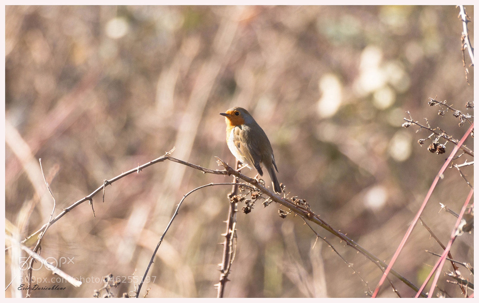 Canon EOS 700D (EOS Rebel T5i / EOS Kiss X7i) sample photo. Untitled photography