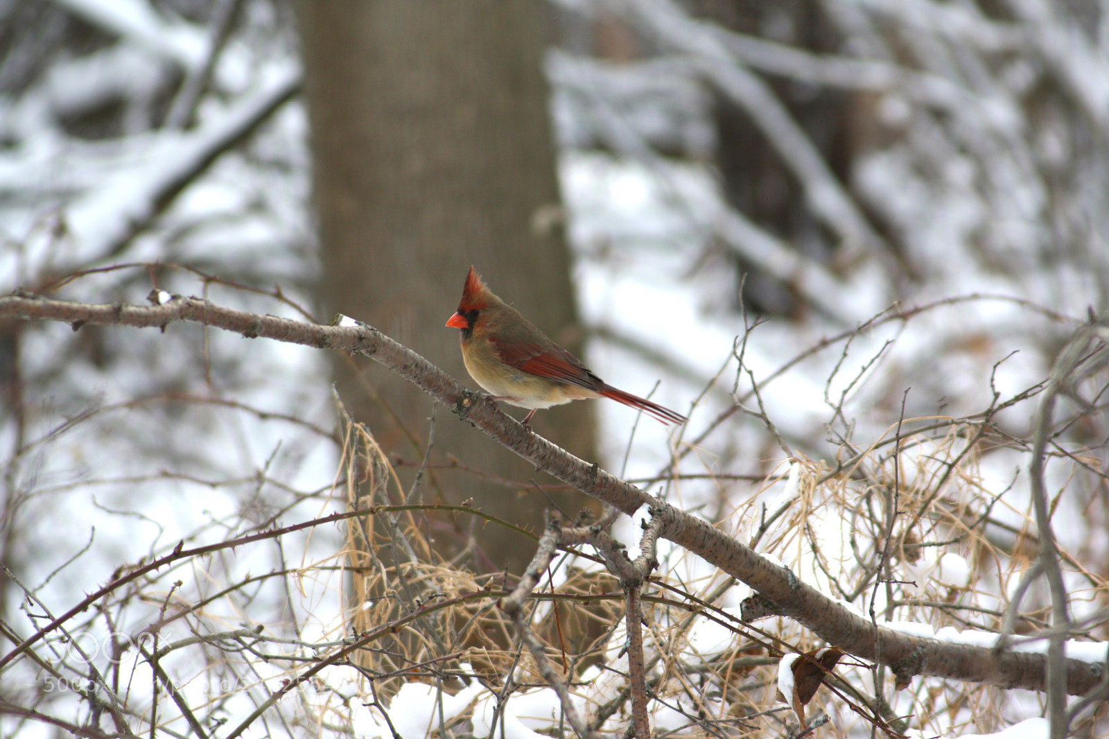 Canon EOS 1000D (EOS Digital Rebel XS / EOS Kiss F) sample photo. Female cardinal photography