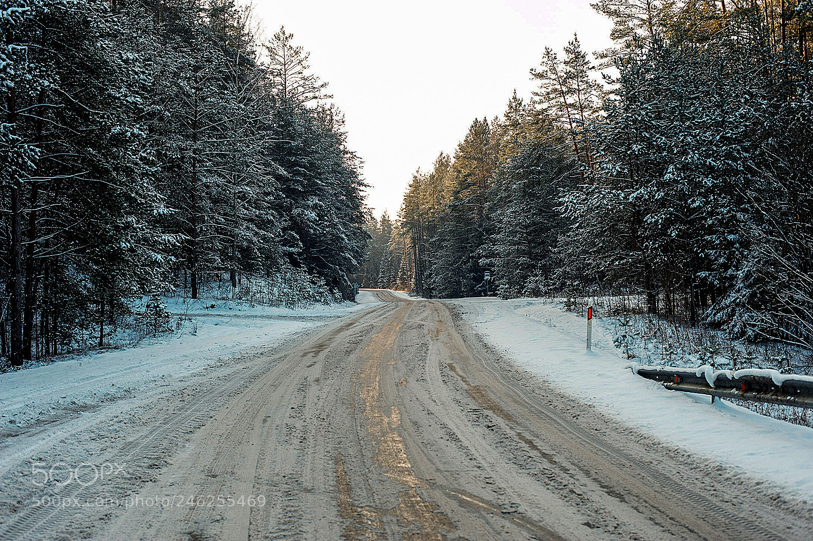 Nikon D3 sample photo. Road through the forest photography