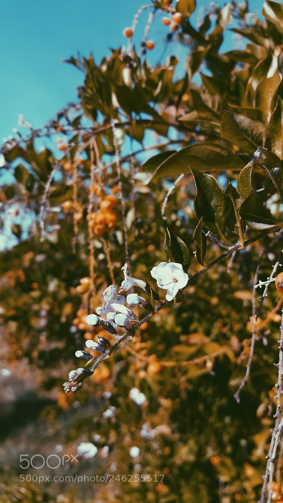 Samsung Galaxy Note5 sample photo. Untitled photography
