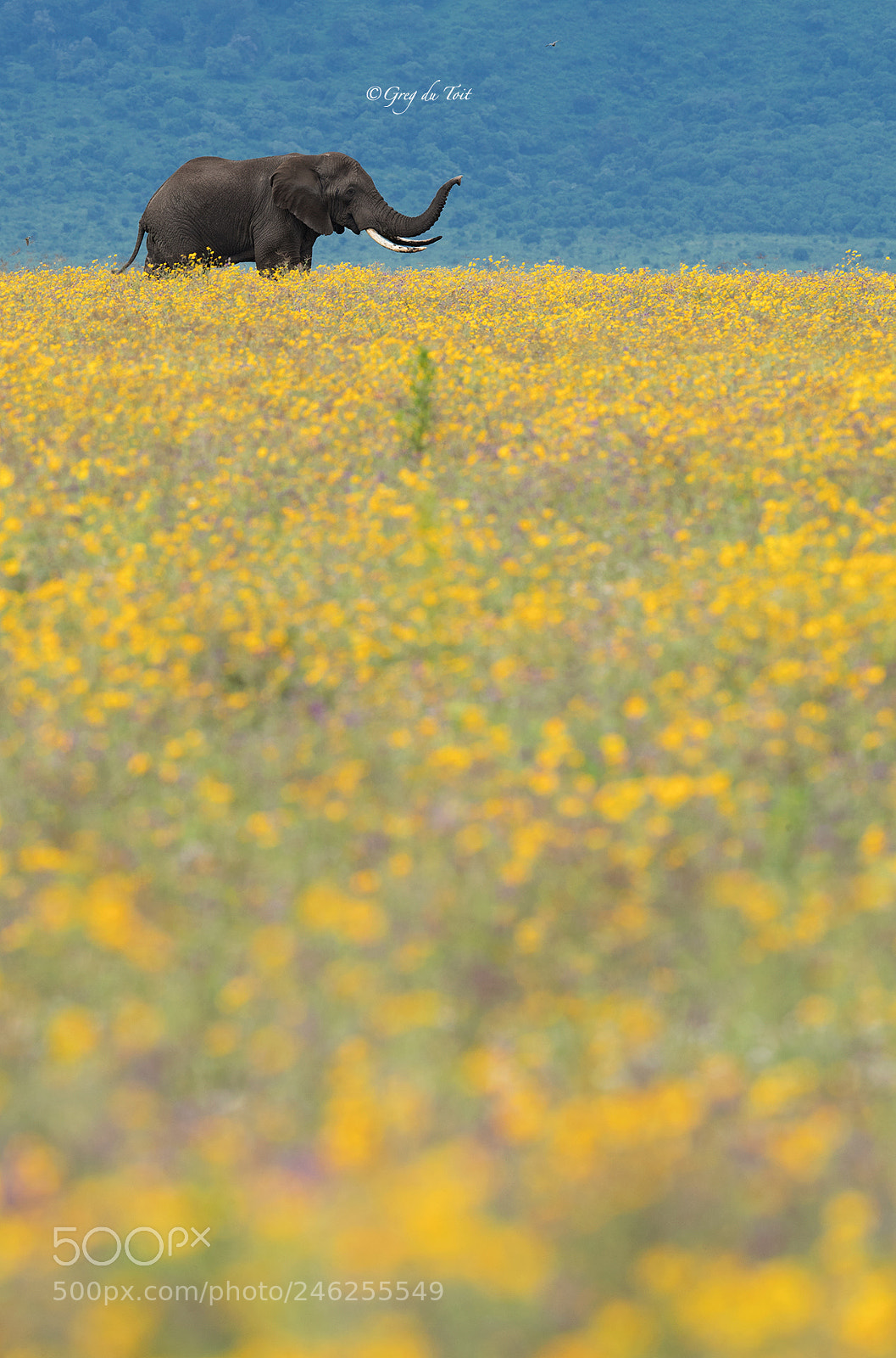 Nikon D5 sample photo. Elephant sniffing flowers photography