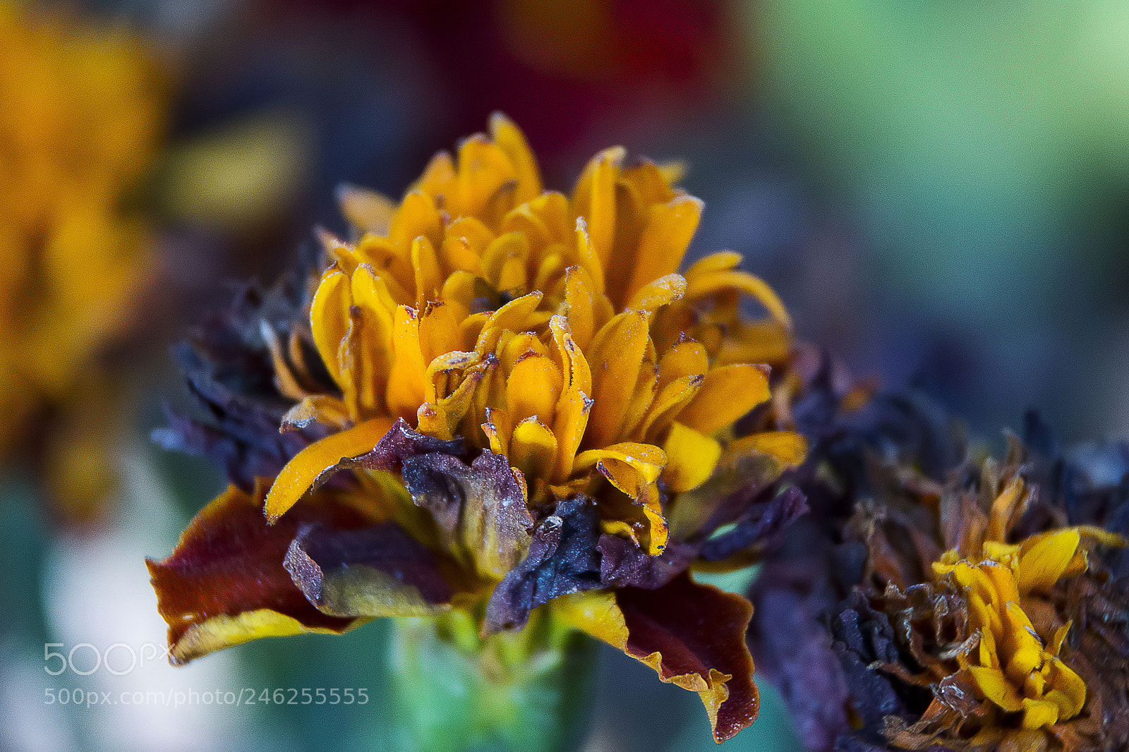 Nikon D7100 sample photo. Macro photography