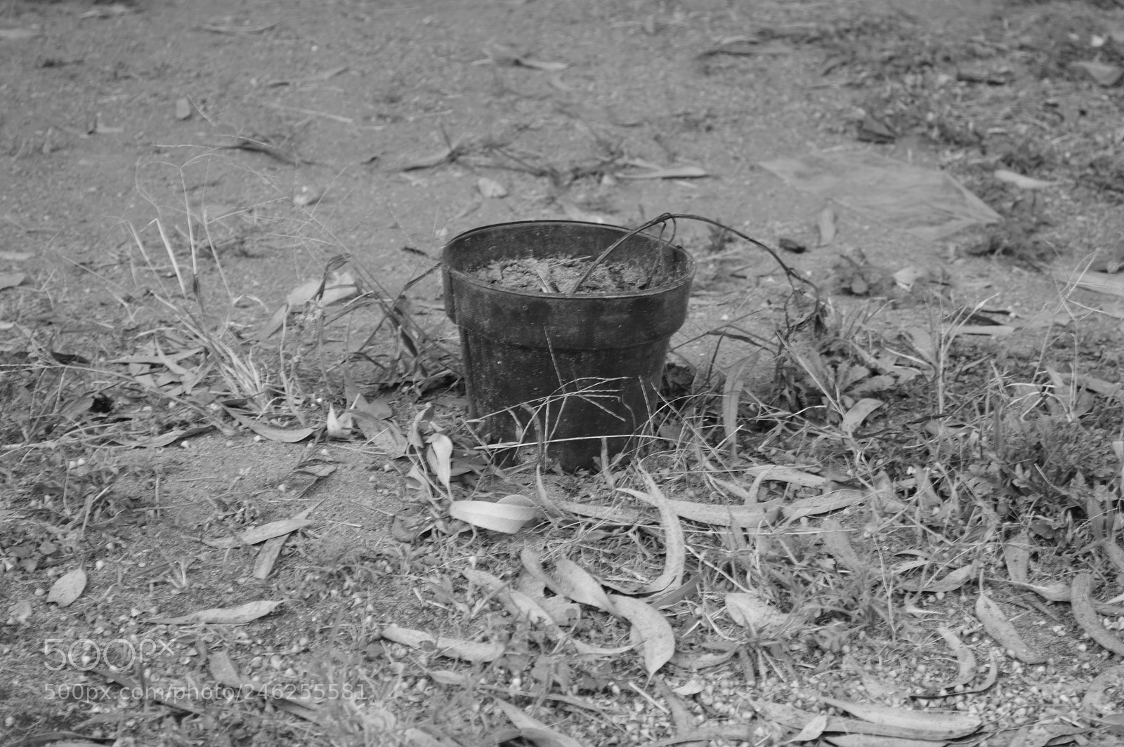 Nikon D3200 sample photo. Naturaleza muerta photography
