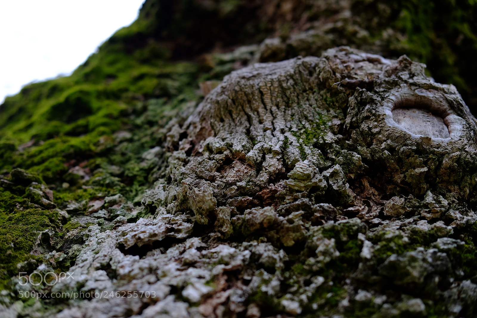 Fujifilm X-E2S sample photo. Microcosm photography