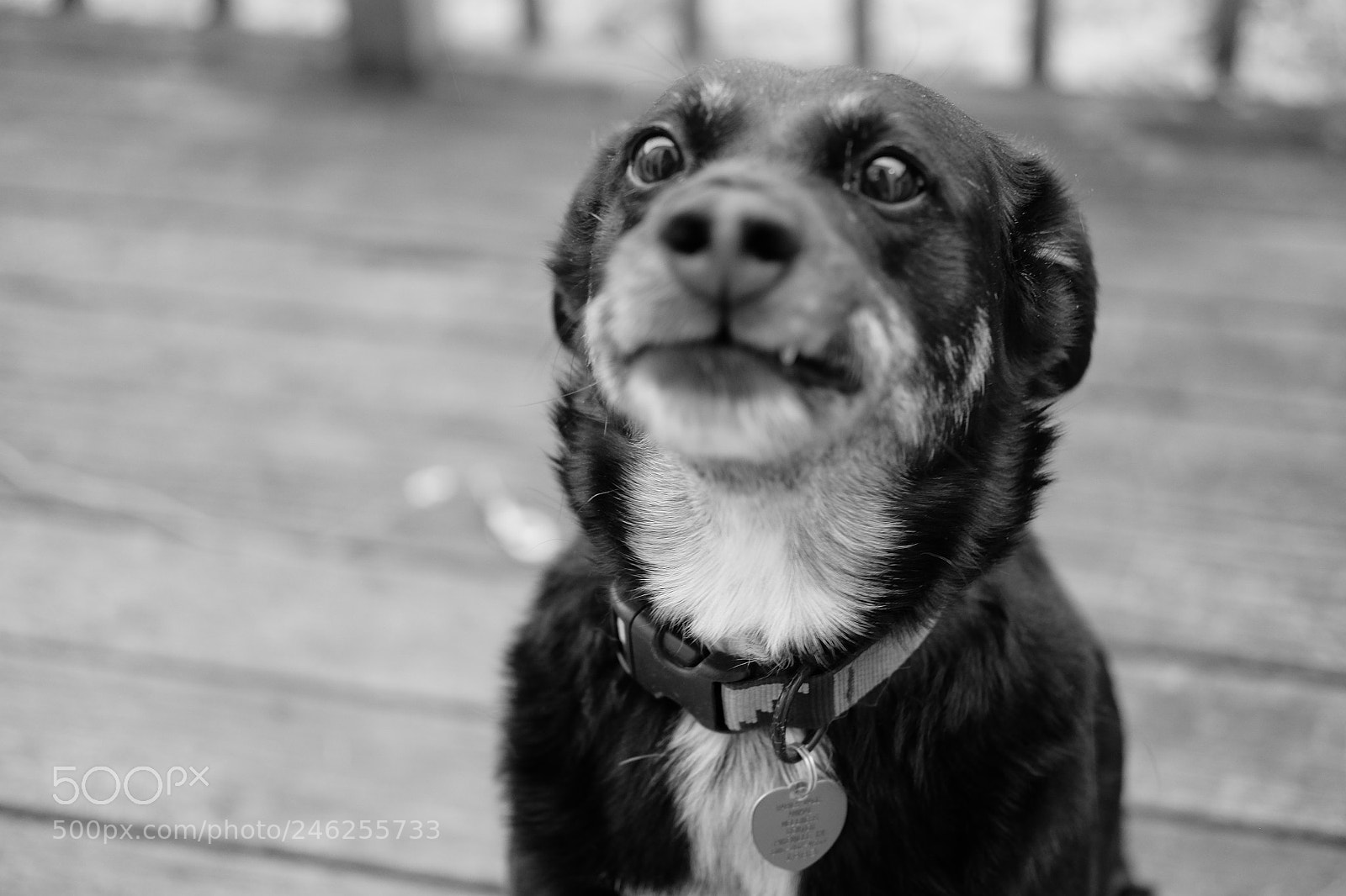 Fujifilm X-E2S sample photo. Good boy photography