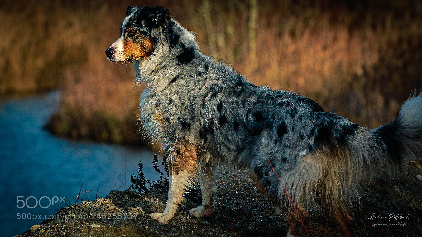 Canon EOS 7D Mark II sample photo. Blue merle photography