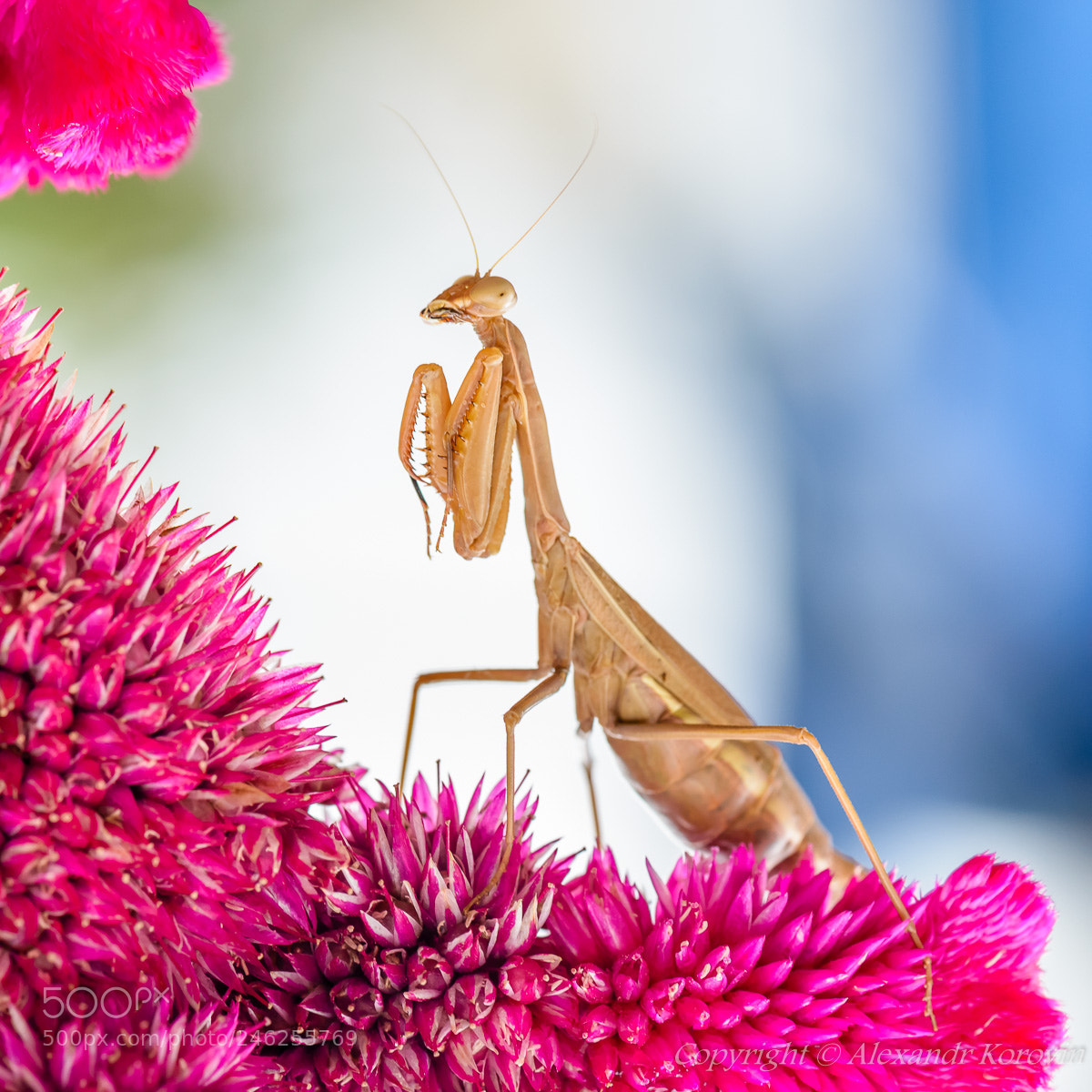 Nikon D610 sample photo. ... photography