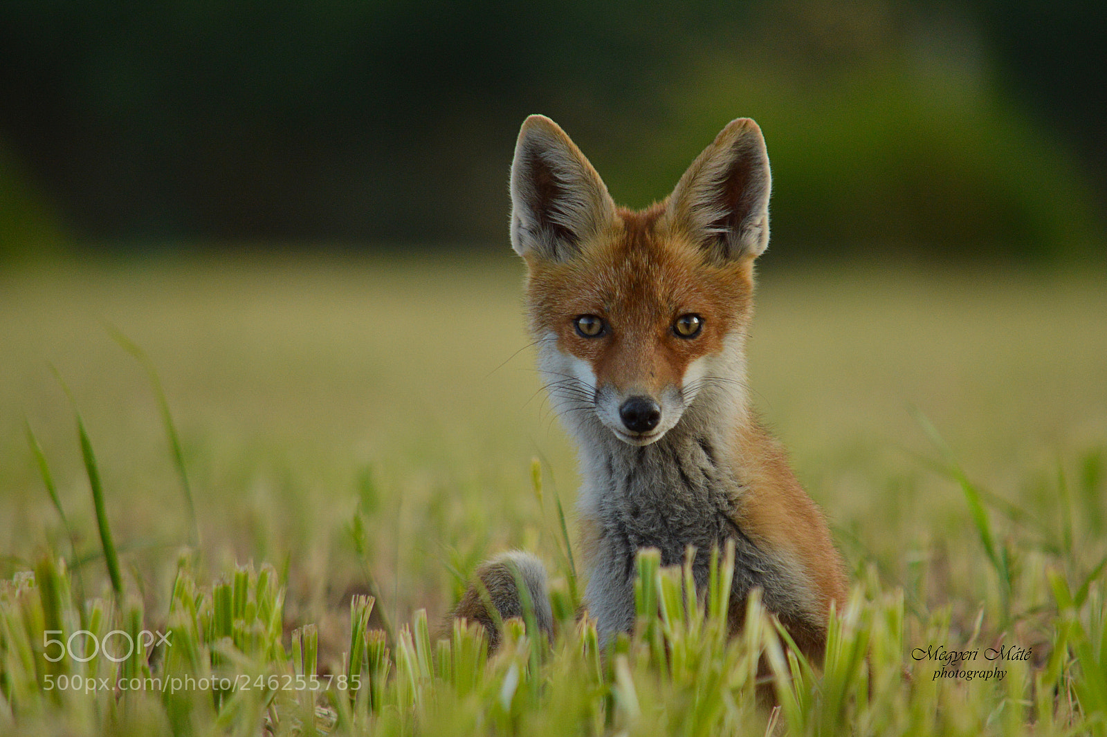 Nikon D3200 sample photo. Red fox photography