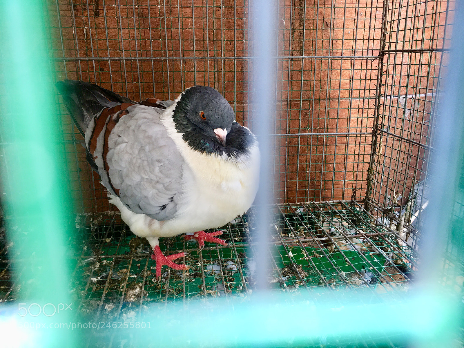 Apple iPhone SE sample photo. Hello fatty cuttie... photography