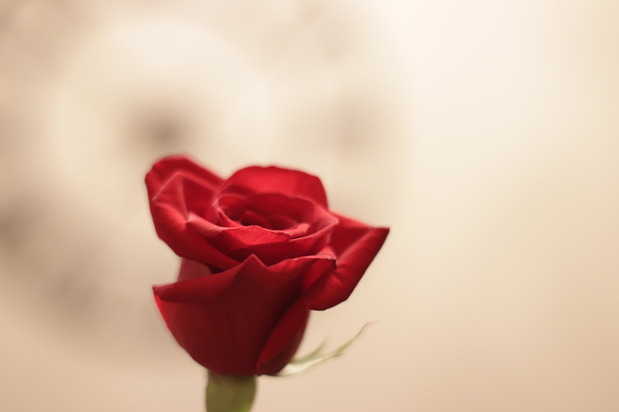Canon 50mm sample photo. Valentine's rose photography