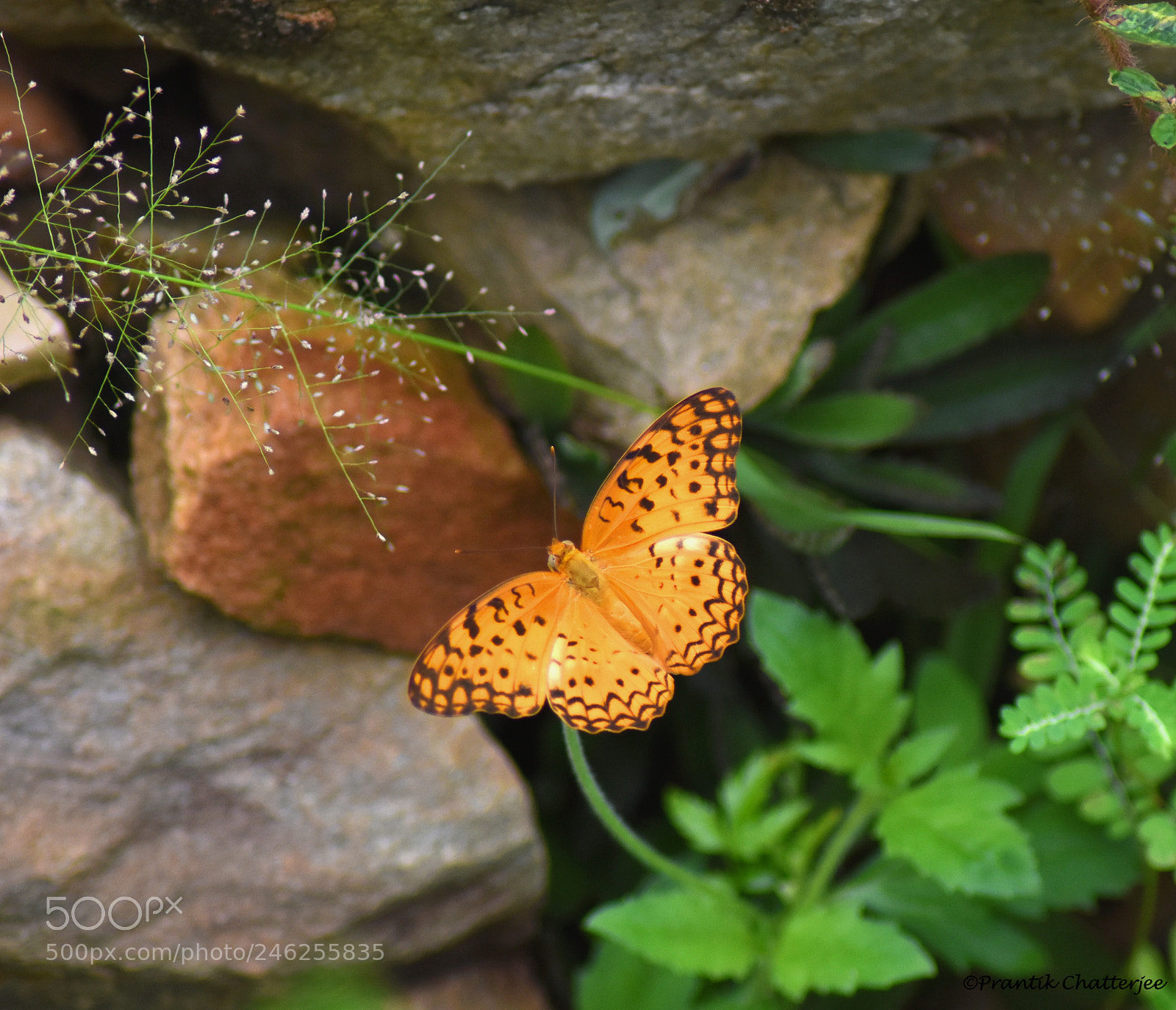 Nikon D7200 sample photo. Silver washed fritillary photography