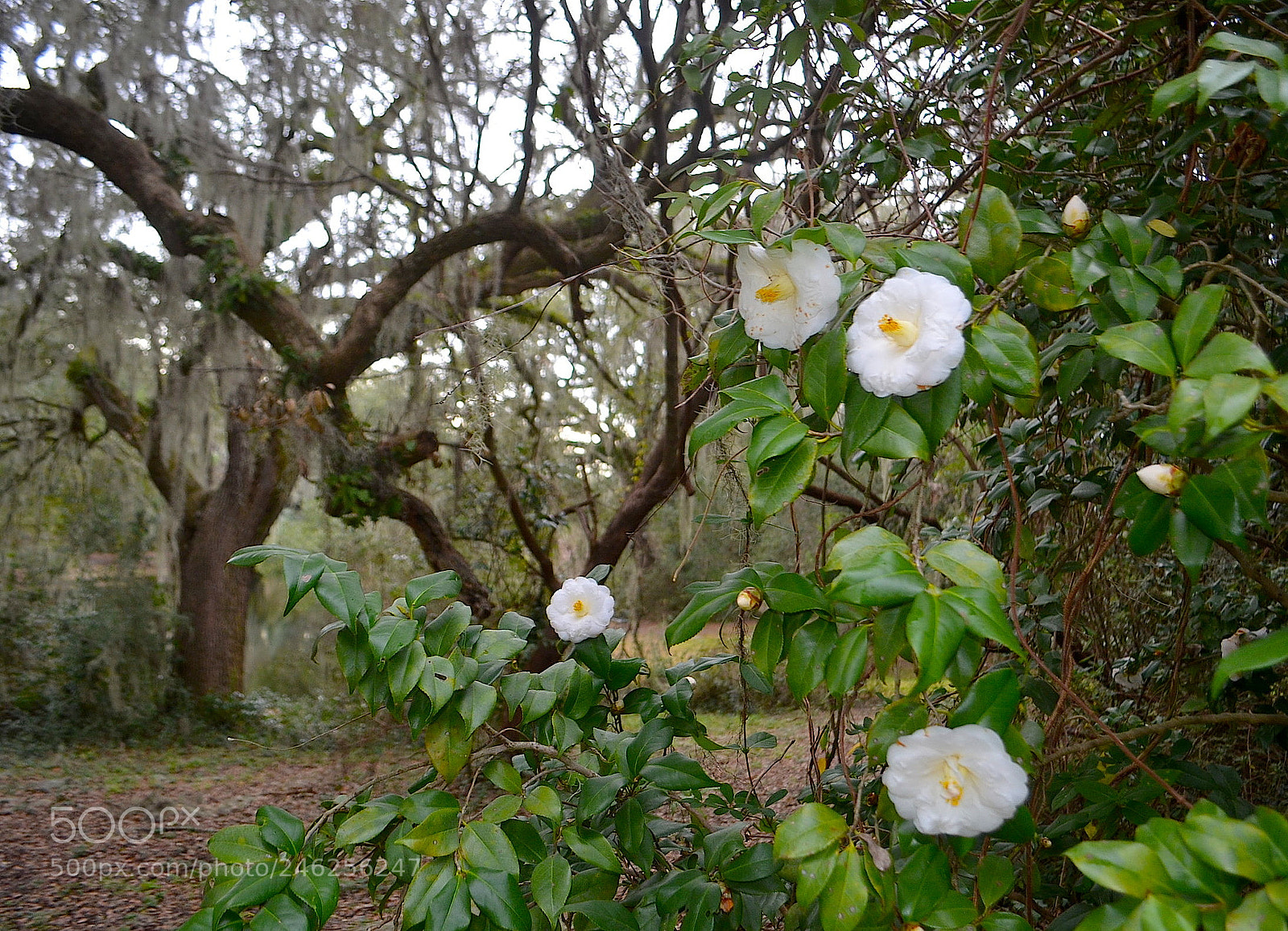 Nikon D5100 sample photo. Camelias and live oaks photography