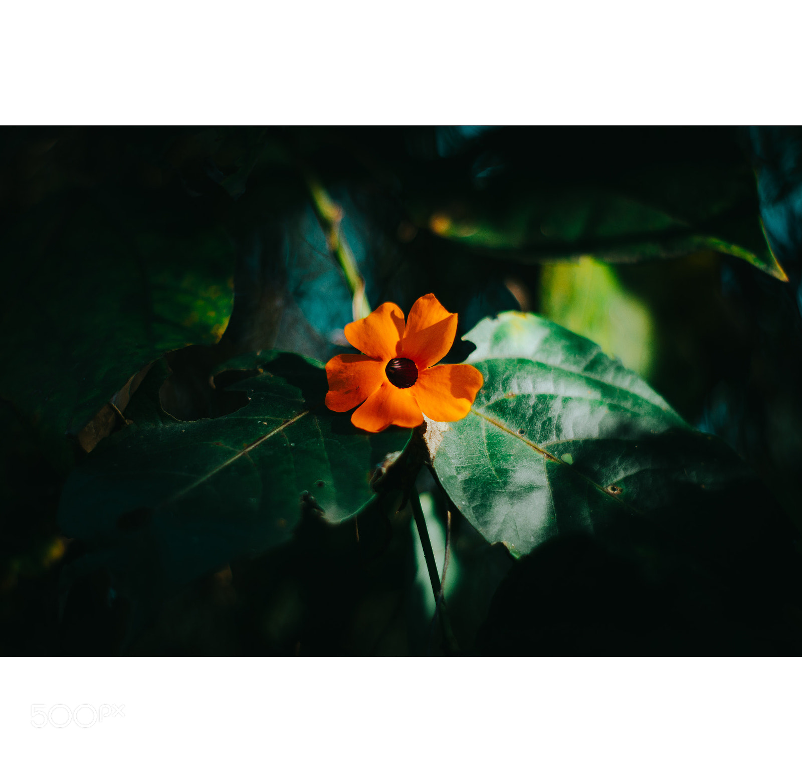 Nikon D5100 sample photo. Orange photography