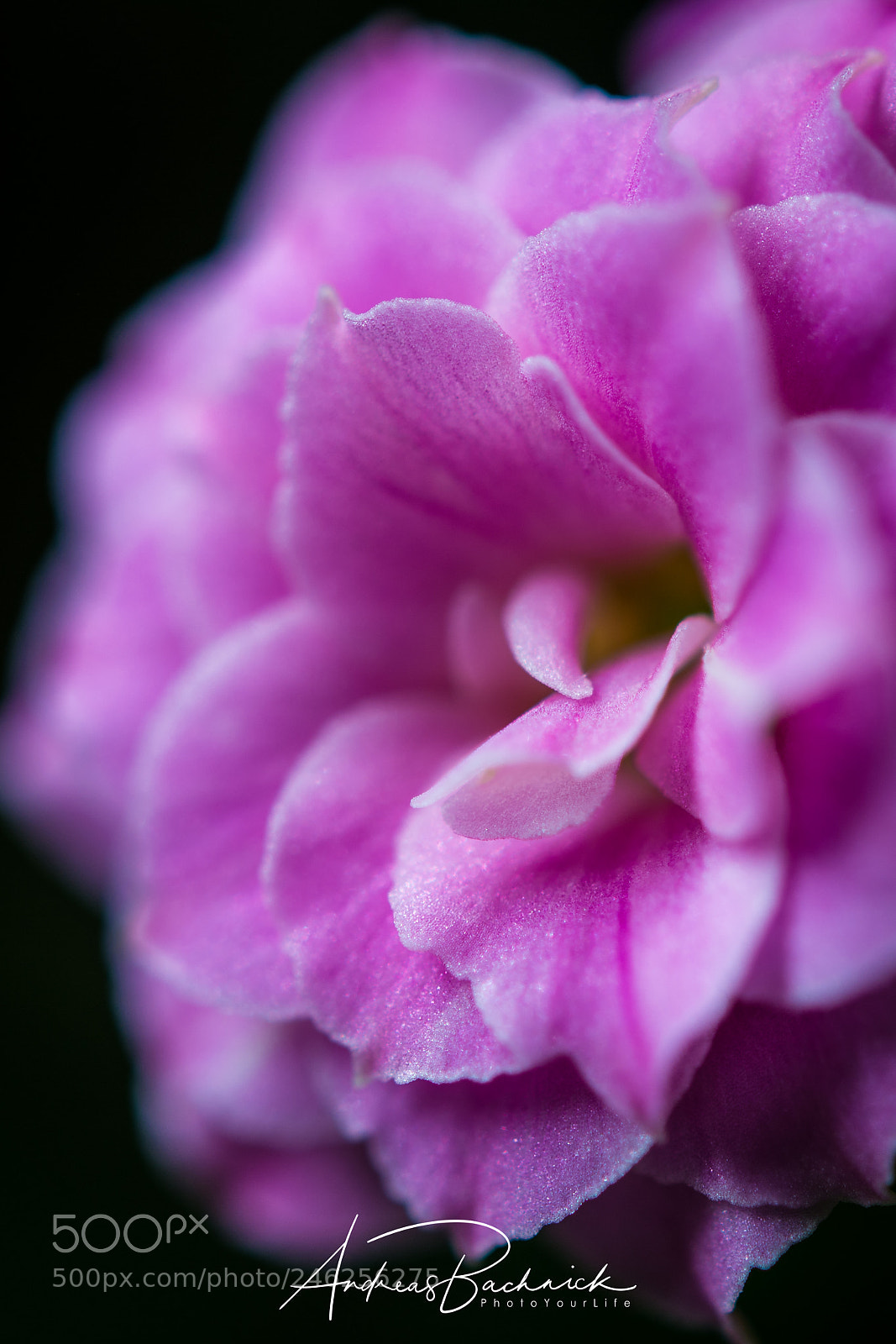 Nikon D5200 sample photo. A pink gleam photography