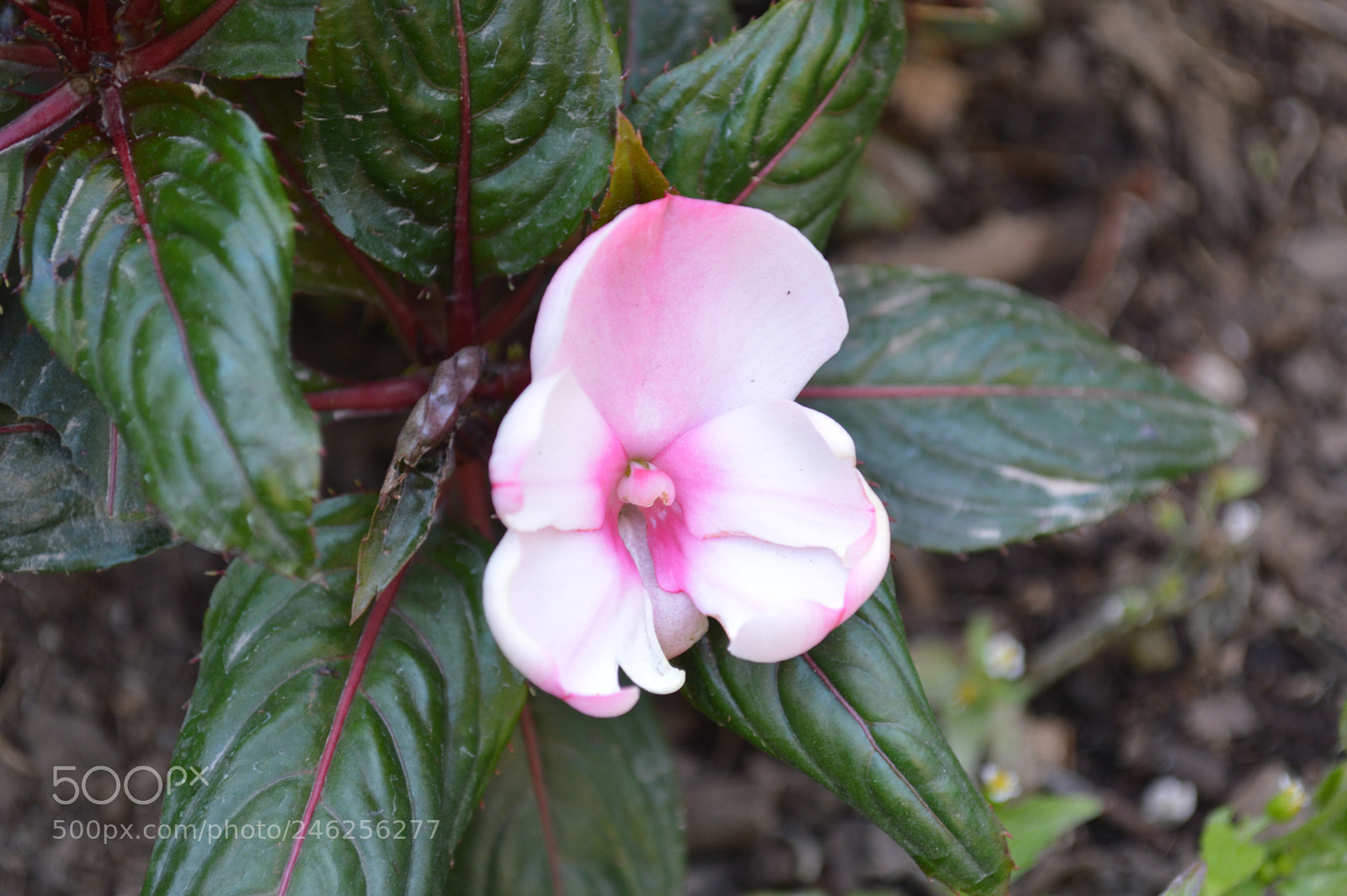 Nikon D3200 sample photo. Tranquilidad photography