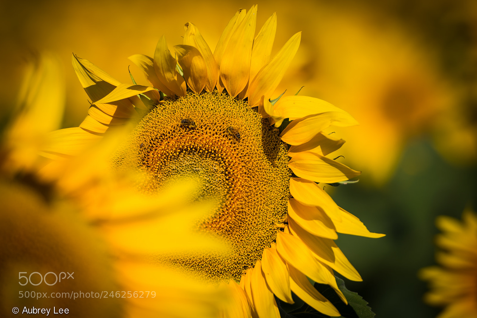 Nikon D610 sample photo. Sunbear photography