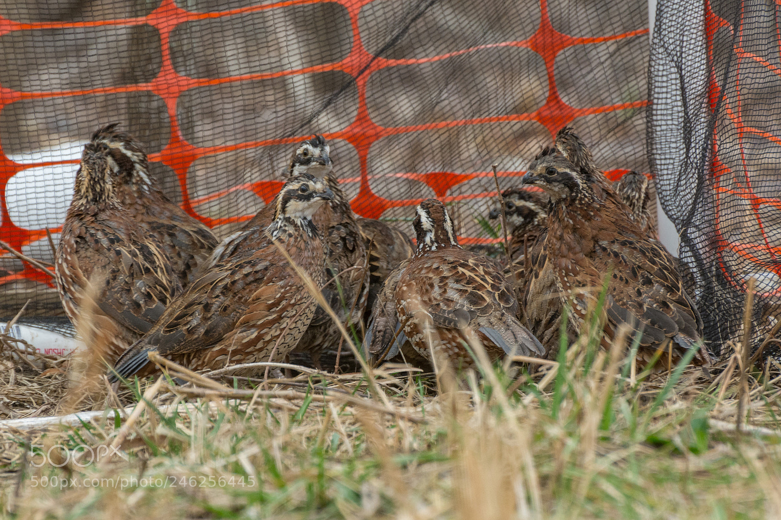 Nikon D7100 sample photo. Who called this meeting? photography
