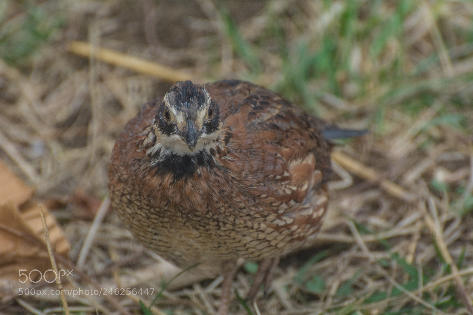 Nikon D7100 sample photo. You lookin' at me? photography