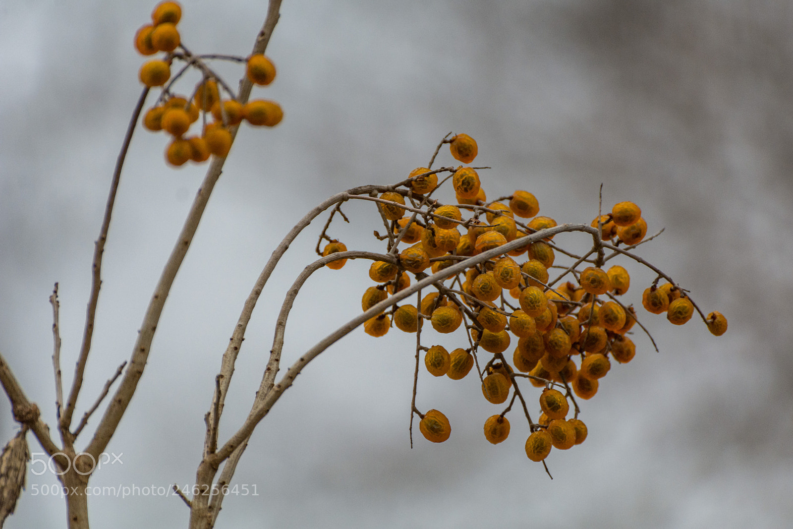 Nikon D7100 sample photo. Yellow berries photography