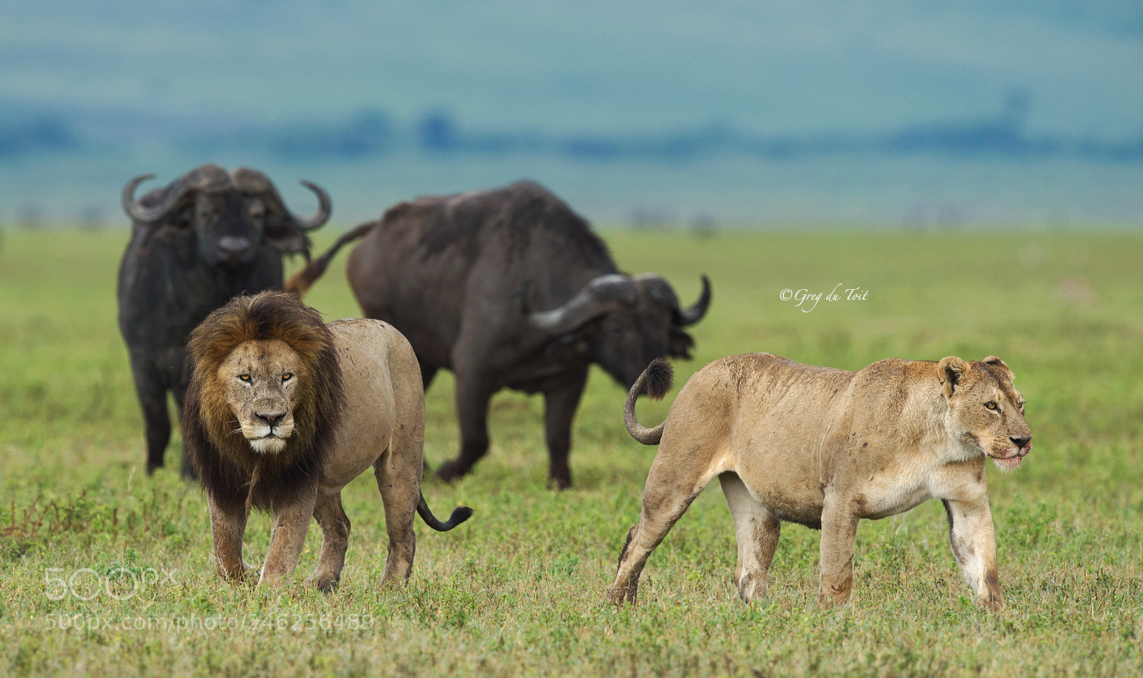 Nikon D4S sample photo. Seeing off the enemy photography