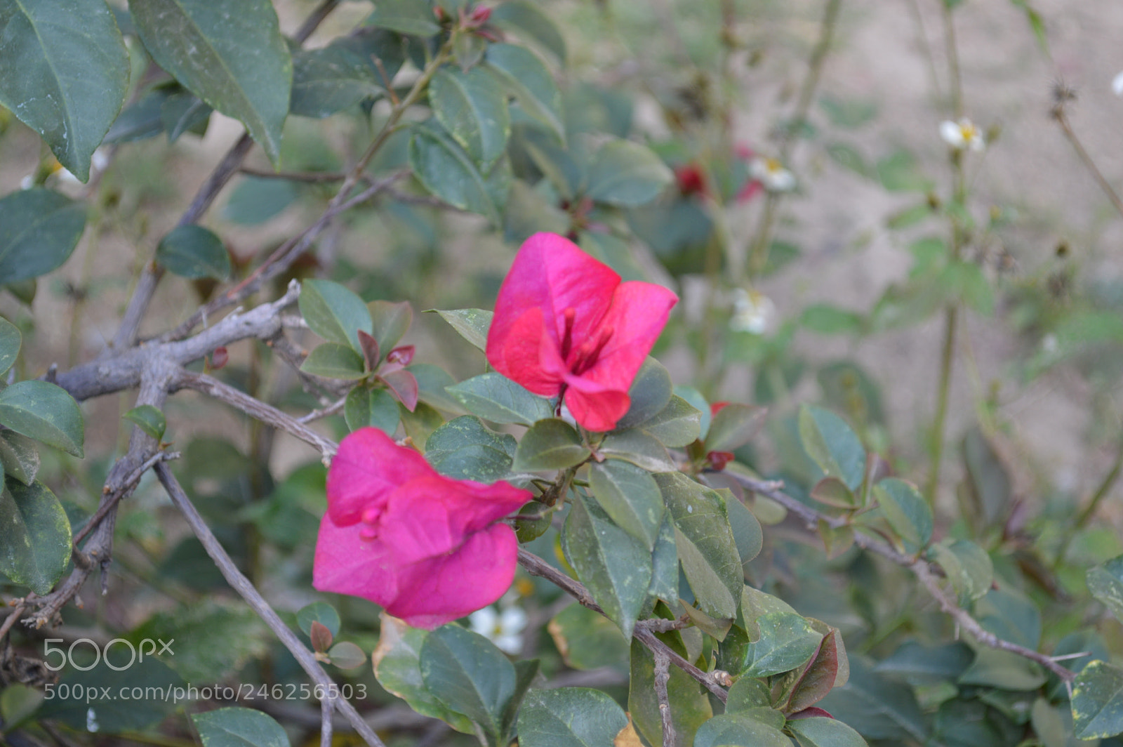 Nikon D3200 sample photo. Las flores solas photography