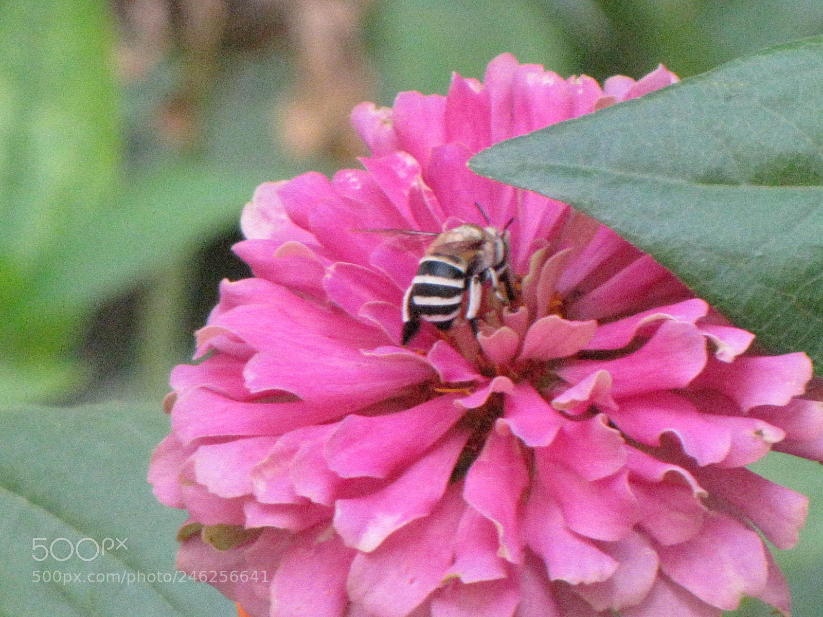 Canon PowerShot SX10 IS sample photo. Img photography